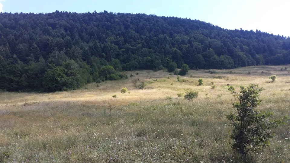 Pyll në Bredhin e Hotovës